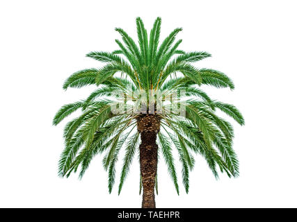 Palme, isoliert auf weißem Hintergrund. Stockfoto