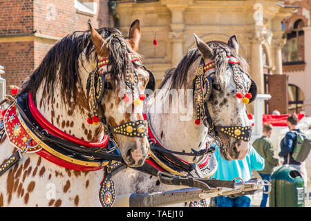 Portriats der Pferde auf dem Hauptplatz in Krakau, Polen Stockfoto