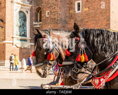 Portriats der Pferde auf dem Hauptplatz in Krakau, Polen Stockfoto