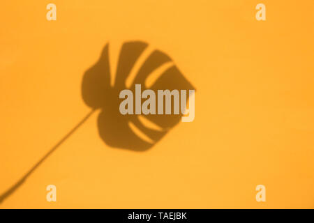 Sommer trendy tropischen Blatt Schatten auf einem hellen orange Hintergrund Stockfoto