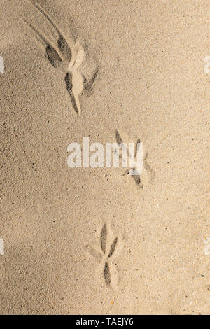 Drei Fußspuren im Sand am Strand links, von einem Vogel. Stockfoto