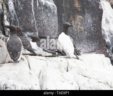 Vier Trottellummen thront auf einem Felsvorsprung mit Blick auf den Atlantik Stockfoto