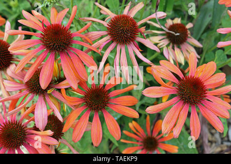 Coneflower, Echinacea, Vielzahl Cheyenne Spirit orange Blüten mit einem unscharfen Hintergrund der Blätter. Stockfoto