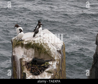 Vier Trottellummen thront auf einem Felsvorsprung mit Blick auf den Atlantik Stockfoto