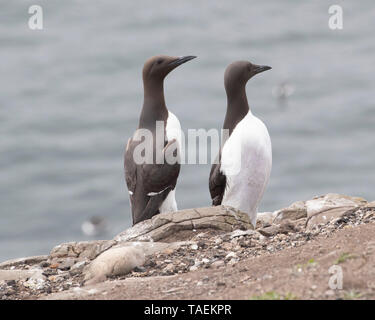 Zwei trottellummen stehen auf einem felsigen Atlantikküste Stockfoto