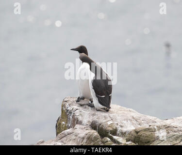 Zwei Trottellummen stand Umwerben auf einem felsigen Atlantikküste Stockfoto