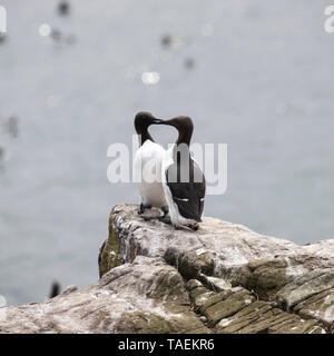 Zwei Trottellummen stand Umwerben auf einem felsigen Atlantikküste Stockfoto