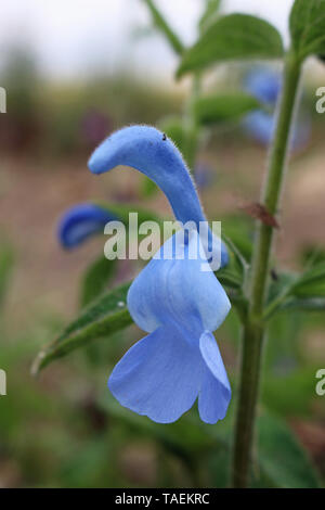 Enzian Salbei Salvia patens, Cambridge Blau Blume in Nahaufnahme mit einem verschwommenen Hintergrund. Stockfoto