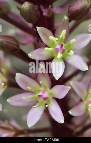 Ananas Lily, Eucomis comosa Oakhust, Vielfalt, Blumen in Nahaufnahme mit unscharfen Blumen und Blätter im Hintergrund. Stockfoto