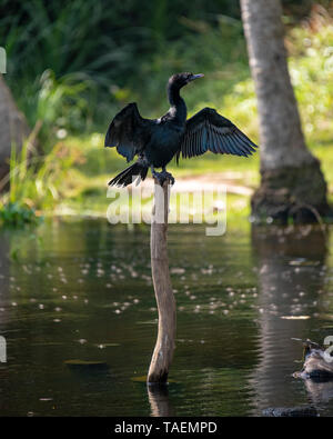 Vertikale Ansicht einer Kormoran in Indien. Stockfoto