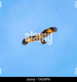 Blick auf den Platz von einem jugendlichen Brahminy Kite in Indien. Stockfoto