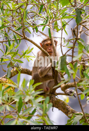 Vertikale Nahaufnahme einer Rhesus Macaque in Indien. Stockfoto