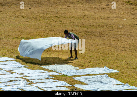 Horizontale Ansicht einer Dhobi wallah Auslegen sauber waschen in Indien zu trocknen. Stockfoto