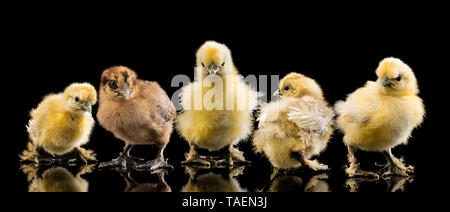 5 Silkie Küken auf schwarzem Hintergrund Stockfoto