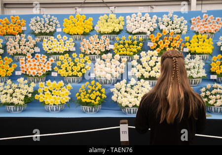 Eine Frau bewundert ein Blumenarrangement der Narzissen an der RHS Chelsea Flower Show 2019. Stockfoto