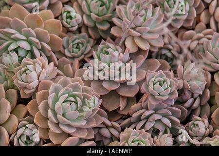 Echeveria elegans Rose Stockfoto