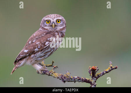 Steinkauz (Athene noctua), Basilikata, Italien