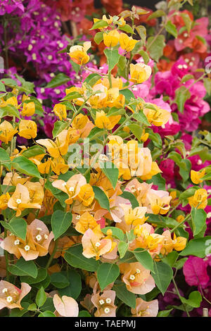 Chelsea in der Blüte 2019, Bougainvillea spectabilisa, Gelb und Rot Stockfoto