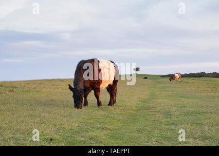 Belted Galloway Kuh Beweidung auf Cleeve Hill bei Sonnenaufgang in der Landschaft von Cotswold. Cotswolds, Gloucestershire, England Stockfoto