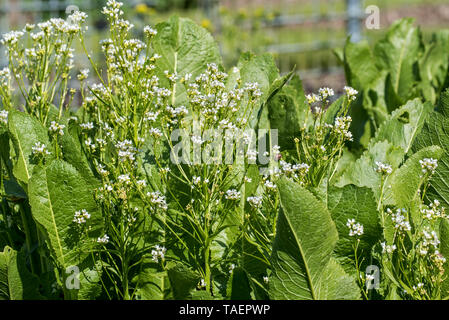 Meerrettich (Armoracia rusticana / Cochlearia armoracia) in Blüte, beheimatet in Südosteuropa und Westasien Stockfoto