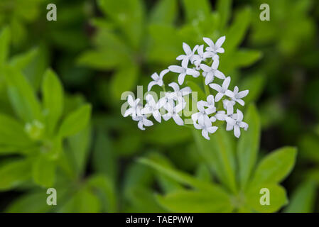 Sweetscented bedstraw/süße Waldmeister/Master der Wälder (Galium odoratum/Asperula odorata) in Blume Stockfoto