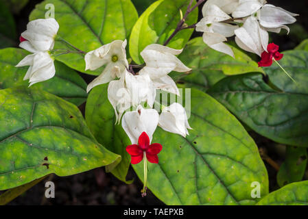 Blutungen Herrlichkeit - bower/bagflower/Blutungen - Herz Rebe (Clerodendrum thomsoniae) in Blüte, immergrüne Liana native bis tropisches Westafrika Stockfoto