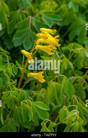Rock fumewort/Gelb corydalis (Pseudofumaria lutea/Corydalis lutea) in Blüte, beheimatet in der westlichen und zentralen Alpen Italien und Schweiz Stockfoto