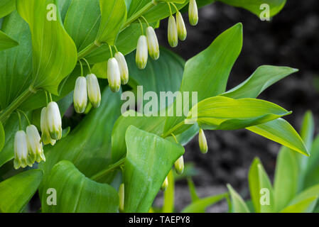 Die Kantigen Salomo Dichtung/duftende Salomos Siegel (Bell odoratumin in Blume Stockfoto