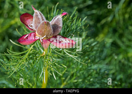 Nazikyarpaq pion/Fein-leaved Pfingstrose/Farn Blatt Pfingstrose (Paeonia tenuifolia) in Blume Stockfoto