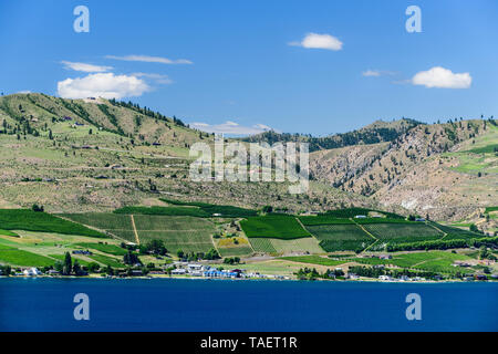 Weinberge und Häuser entlang in der Nähe von Lake Chelan Chelan, Washington State, USA Stockfoto