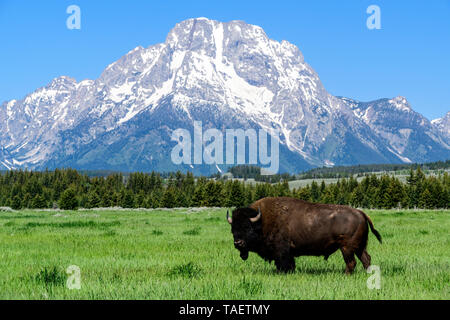 Ein Bison in einem Feld mit Mt. Moran im Hintergrund im Grand Teton National Park in der Nähe von Jackson Hole, Wyoming USA. Stockfoto