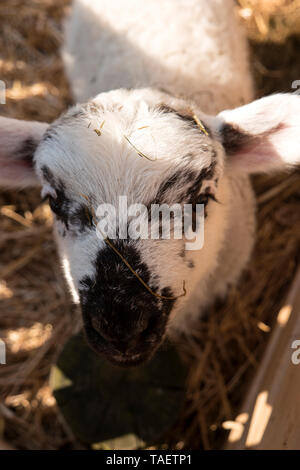 Schafe in Westerhever in Deutschland Stockfoto