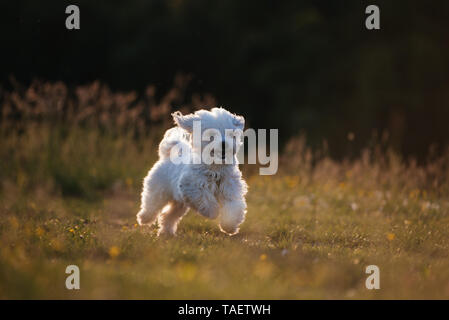 Kleiner malteser Hund laufen und springen in einem Park Stockfoto