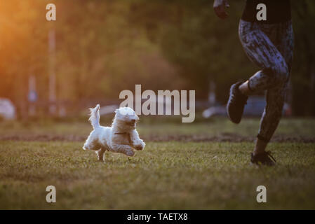 Kleine weiße Malteser Hund läuft nach seinem Besitzer. Spielen im Park. Stockfoto