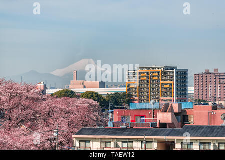 Tokio, Japan Stadtbild der Stadt während der Tag mit Blick auf Mount Fuji Berg- und Mehrfamilienhäuser im Frühjahr mit rosa Kirschblüte Blumen auf t Stockfoto