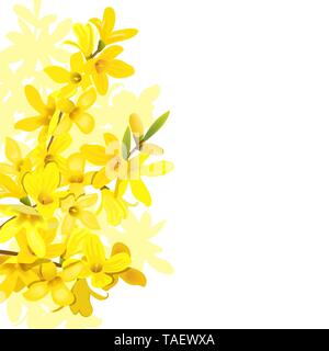 Flauschige Blüte Gelb Frühling Baum Vorlage. Forsythia suspensa, Golden Bell, Blumen Frame auf der linken Seite. Für Text, kopieren. Vektor illustra Stock Vektor