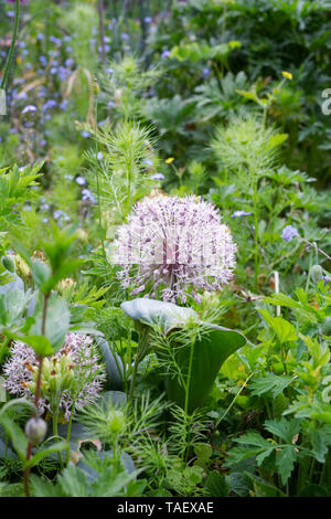 Allium Karataviense. Kara Tau Knoblauch im Garten wächst. Stockfoto