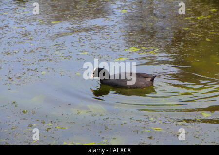 Schwarz gemeinsame Blässhuhn schwimmen auf einem Teich in der Bretagne Stockfoto