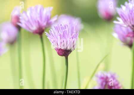 Der Schnittlauch kraut Blüte im Garten Stockfoto