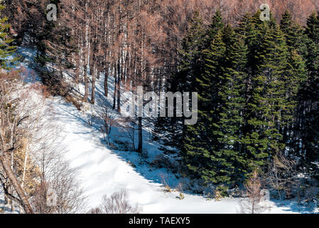 Takayama, Japan Berg mit Schnee im Shinhotaka Seilbahn Blick in Gifu Präfektur park Frühling mit Pinien Stockfoto