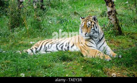 Ein Amur Tiger Lounges in einer Waldlichtung Stockfoto