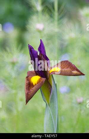 Iris hollandica 'Black Beauty' Blüte im Frühjahr. Stockfoto