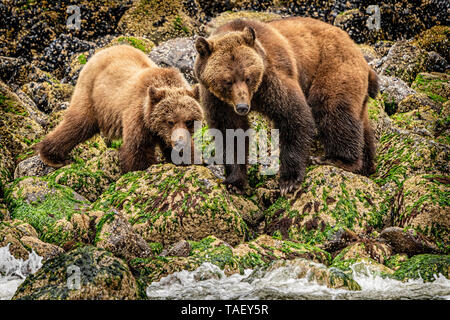 Grizzly Bär Mutter und Jungen entlang der niedrigen tideline im Knight Inlet, erste Nationen Gebiet, British Columbia, Kanada schlemmen. Stockfoto