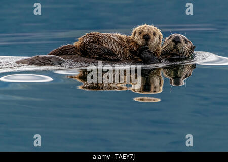 Seeotter (Enhydra lutris) Mama mit Baby ein vor der nordwestlichen Küste von Vancouver Island, Cape Scott, British Columbia, Kanada. Stockfoto