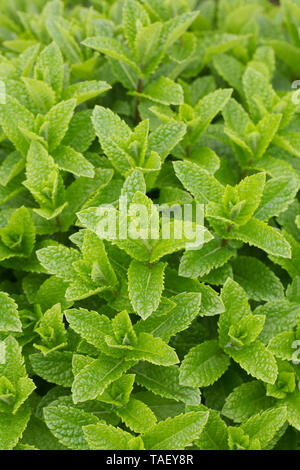 Mentha Spicata Blätter wachsen in einem Kräutergarten. Stockfoto