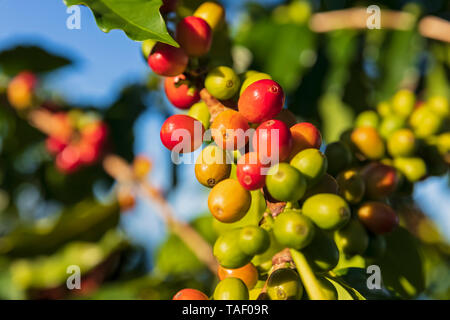 Kaffee Beeren, close-up Stockfoto