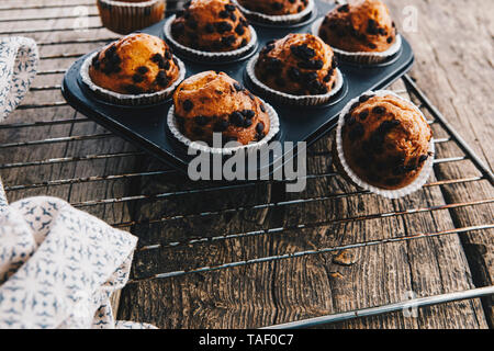 Home gebackene Muffins mit Schokoladenstückchen in törtchenform auf Kühlung Raster Stockfoto