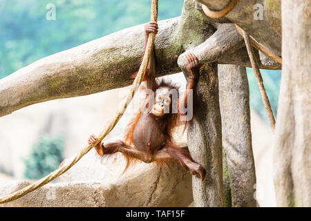 Ein Baby Orang-utan hängen und Schwingen um seine Ausstellung im Zoo. Stockfoto