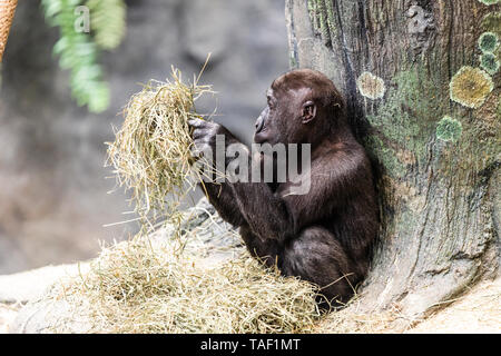 Eine junge Gorilla spielen mit Stroh Stockfoto