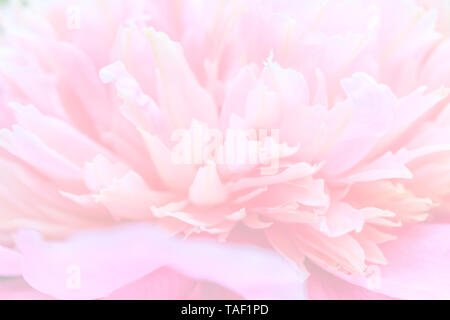 Abstrakte Blume Hintergrund zarten rosa Pfingstrose Blütenblätter, unscharf Unschärfe, Pastell- und Soft floral Karte Stockfoto